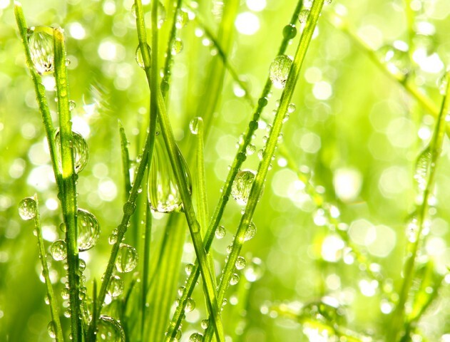 Fresh morning dew on spring grass